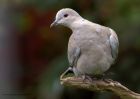 collaredDove_210511a.jpg