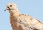 collaredDove_220408a.jpg