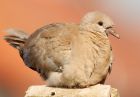 collaredDove_220408c.jpg