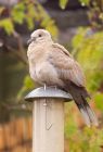 collaredDove_270408a.jpg