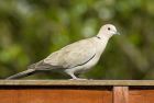 collareddove_160707b.jpg