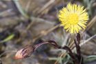 coltsFoot_040415a.jpg