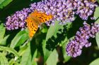 comma_021016a.jpg