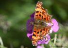 comma_041010b.jpg