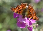 comma_041010c.jpg