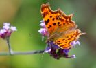 comma_110909a.jpg