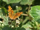 comma_1407a.jpg