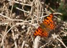 comma_161009a.jpg