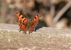 comma_201010a.jpg