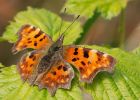 comma_220409a.jpg