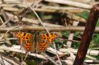 comma_250316a.jpg