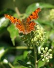 comma_2609a.jpg