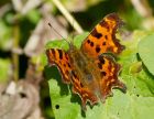 comma_270907b.jpg