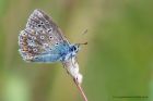 commonBlue_040812c.jpg