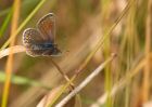 commonBlue_080809i.jpg