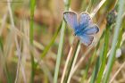 commonBlue_dunes_240521aa.jpg