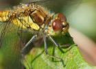 commonDarter_020808d.jpg