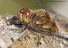 commonDarter_040910f.jpg