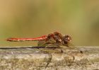 commonDarter_120909a.jpg