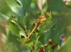 commonDarter_1807b.jpg