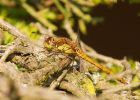 commonDarter_180908a.jpg