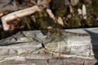 commonDarter_230814b.jpg