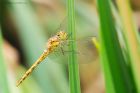 commonDarter_240619aa.jpg