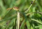 commonDarter_240710e.jpg