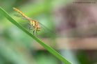 commonDarter_260811a.jpg