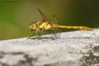 Filename=commonDarter_HB_150823a.jpg
Filesize=675KB
Dimensions=1300x866
Date added=Aug 28, 2025 commonDarter_HB_150823a.jpg
