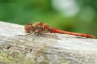 Filename=commonDarter_LM_050821a.jpg
Filesize=732KB
Dimensions=1300x867
Date added=Aug 21, 2024 commonDarter_LM_050821a.jpg