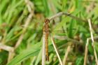 Filename=commonDarter_MMWWT_130821b.jpg
Filesize=725KB
Dimensions=1300x867
Date added=Aug 21, 2024 commonDarter_MMWWT_130821b.jpg