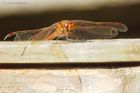 Filename=commonDarter_gdn_021020b.jpg
Filesize=572KB
Dimensions=1300x867
Date added=Apr 12, 2021 commonDarter_gdn_021020b.jpg
