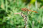 Filename=commonDarter_gdn_170823a.jpg
Filesize=700KB
Dimensions=1300x866
Date added=Aug 28, 2025 commonDarter_gdn_170823a.jpg