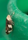 commonFroghopper_150810a.jpg