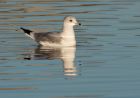 Filename=commonGull_061208b.jpg
Filesize=156KB
Dimensions=800x565
Date added=Dec 08, 2008 commonGull_061208b.jpg