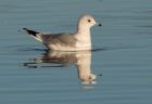 commonGull_061208c.jpg