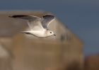 commonGull_080210b.jpg