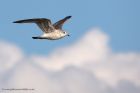 commonGull_100211a.jpg