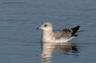 Filename=commonGull_100211h.jpg
Filesize=323KB
Dimensions=1000x667
Date added=Feb 11, 2011 commonGull_100211h.jpg
