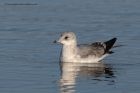 commonGull_100211h.jpg