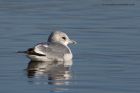 commonGull_130112h.jpg