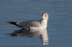 commonGull_130112l.jpg