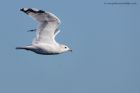 commonGull_151011a.jpg