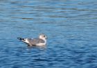 commonGull_161009a.jpg