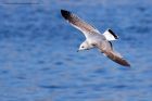 commonGull_180311a.jpg