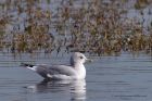 commonGull_270911a.jpg