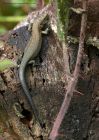 Filename=commonLizard_040910b.jpg
Filesize=292KB
Dimensions=714x1000
Date added=Sep 15, 2010 commonLizard_040910b.jpg