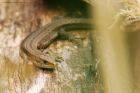 commonLizard_HB_280521b.jpg