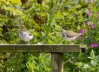 commonSandpiper_210807a.jpg